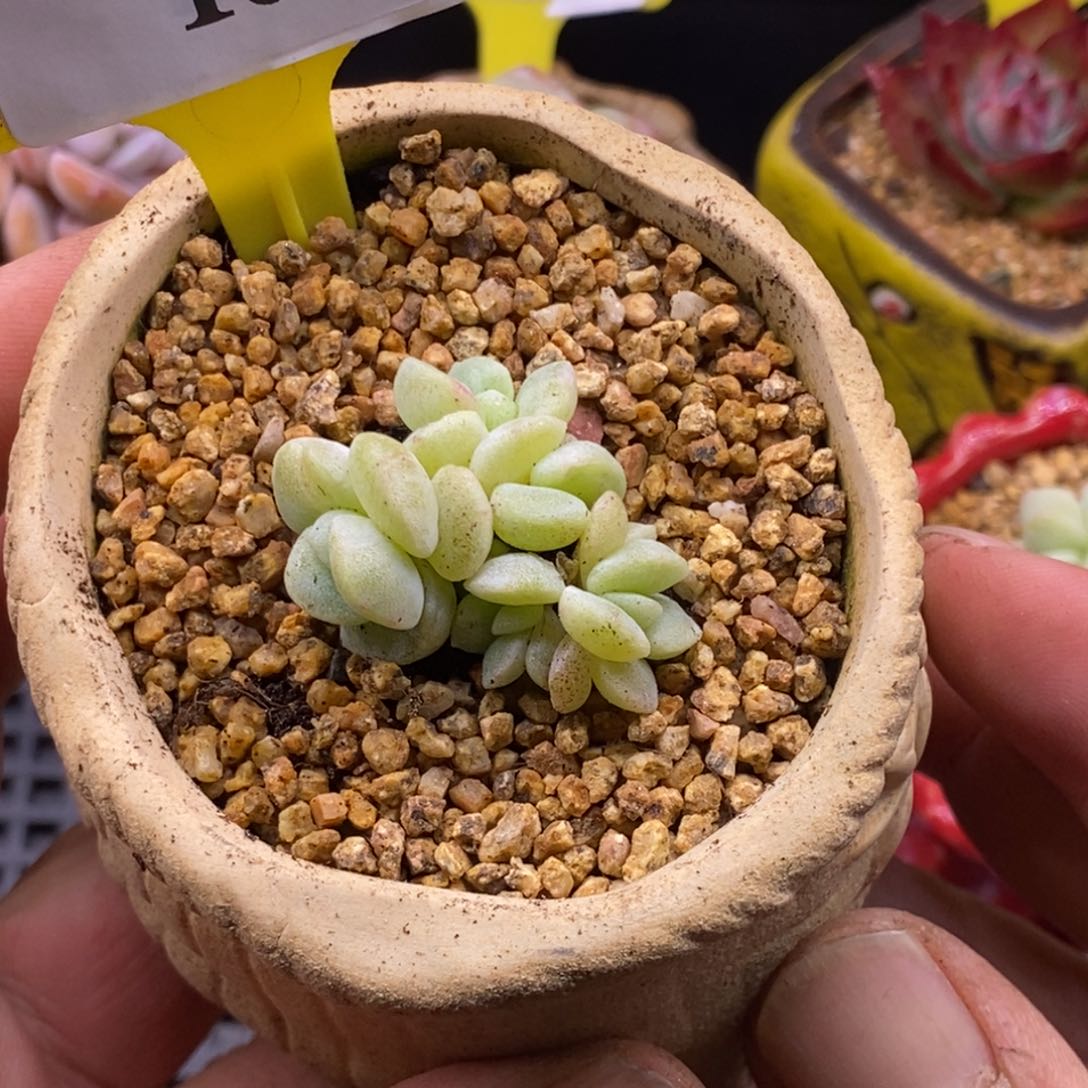 2104冰玉石化5头群多肉