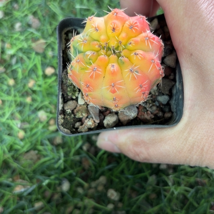 1017实生瑞昌玉锦好养皮实