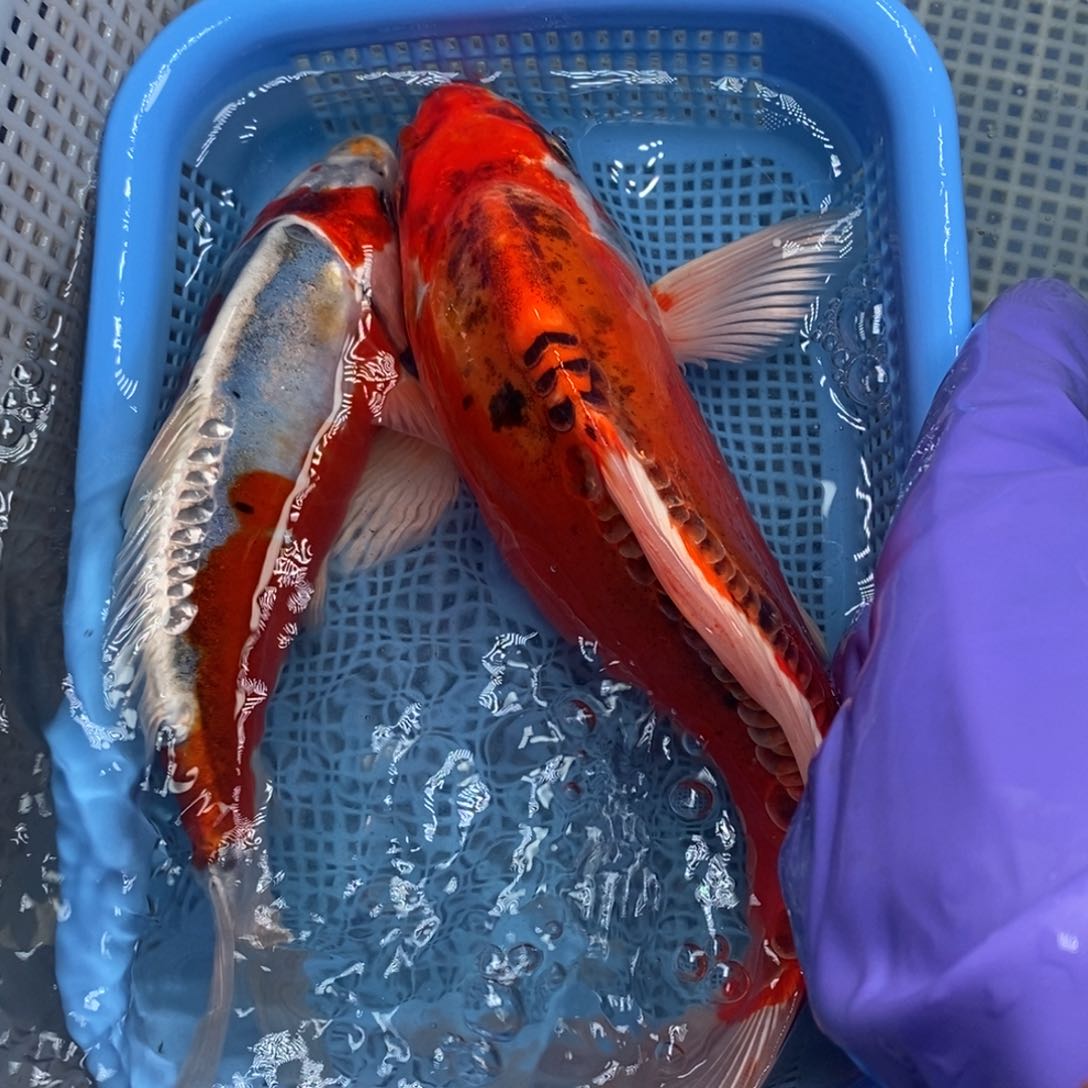 锦鲤冷水锦鲤包邮