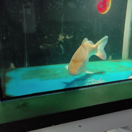 锦鲤芥子31公分顺丰到付不包邮