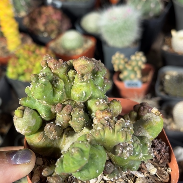 仙人球一物一拍自根