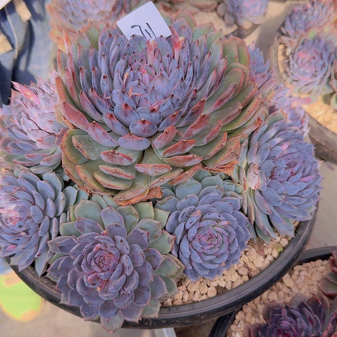 风***2711蓝莓多肉植物