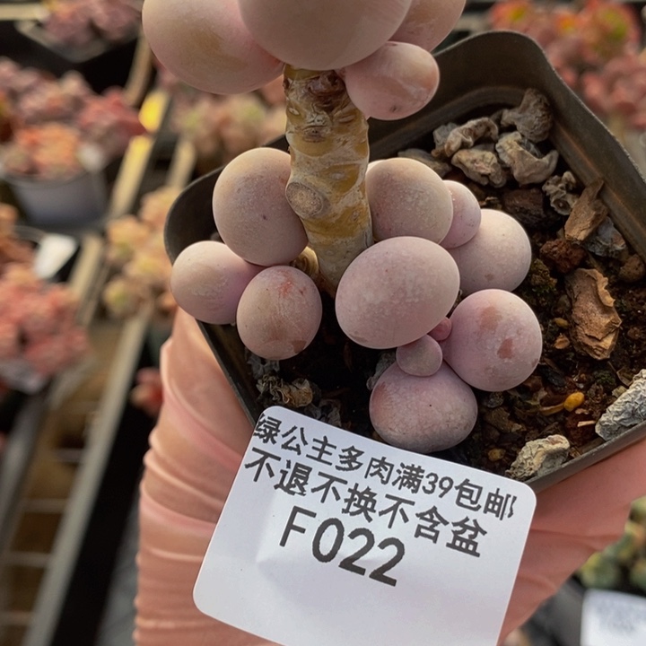 橙奶老桩022多肉植物