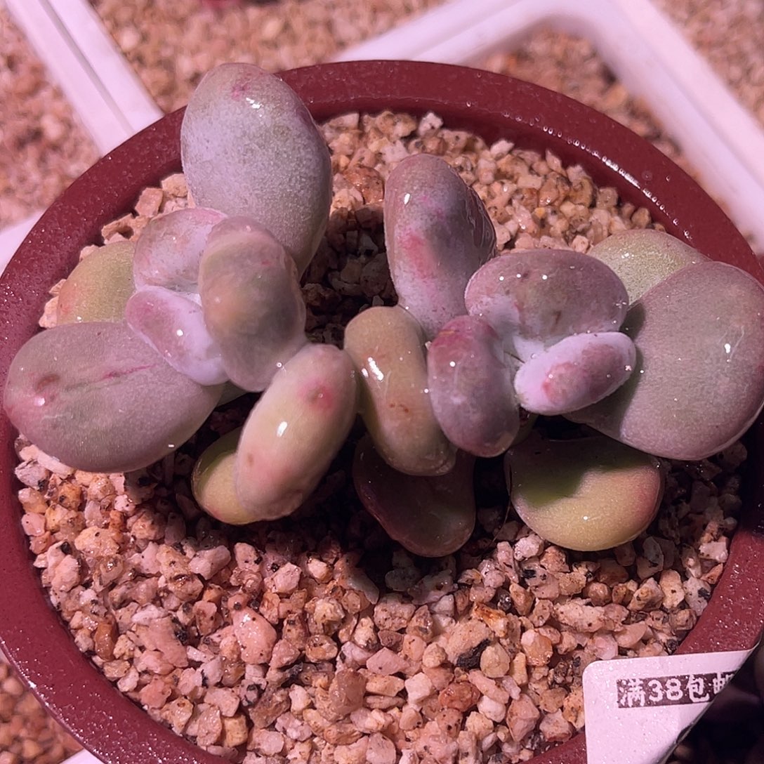 尚品园艺福利锦8329