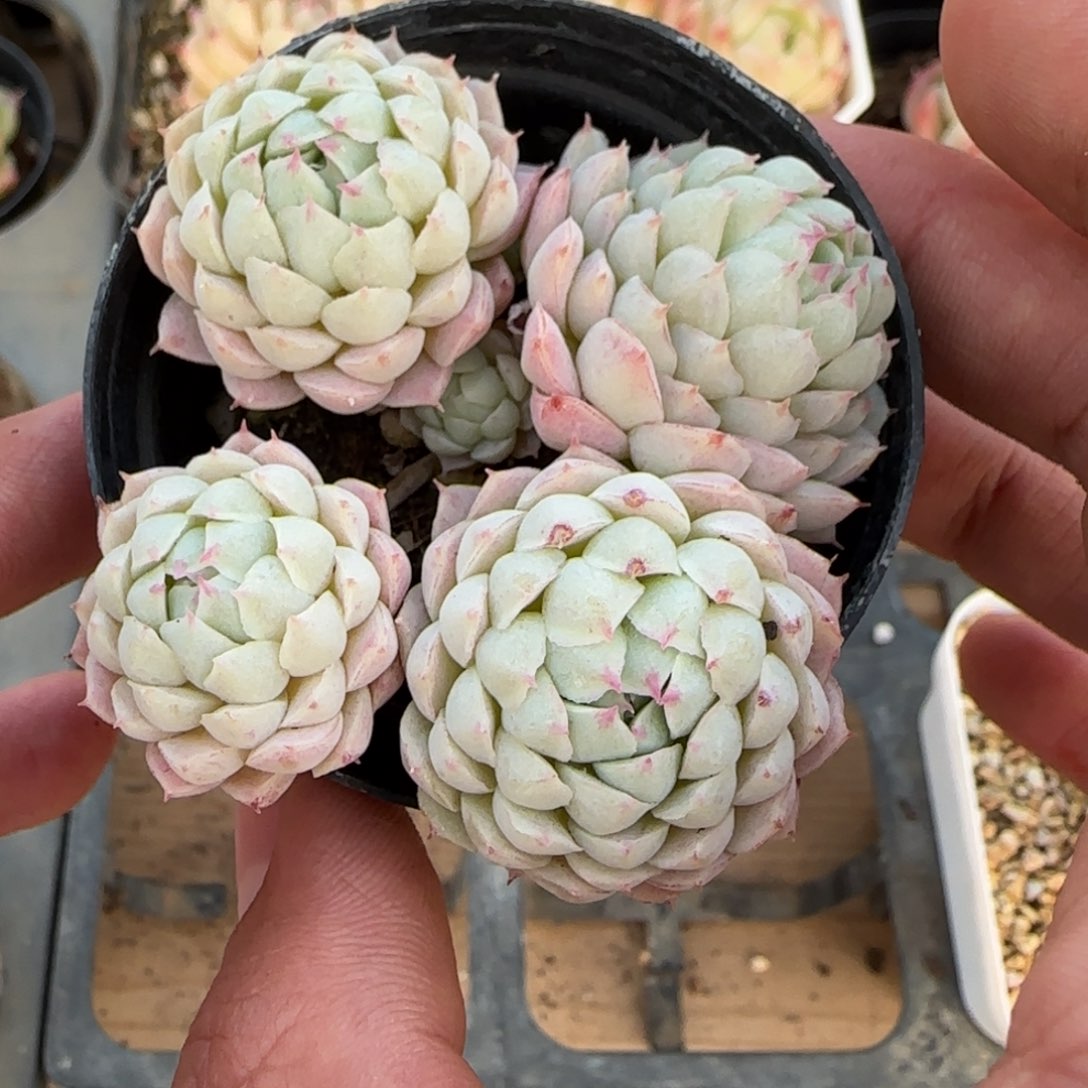 04196 一物一拍麦秆珍妮