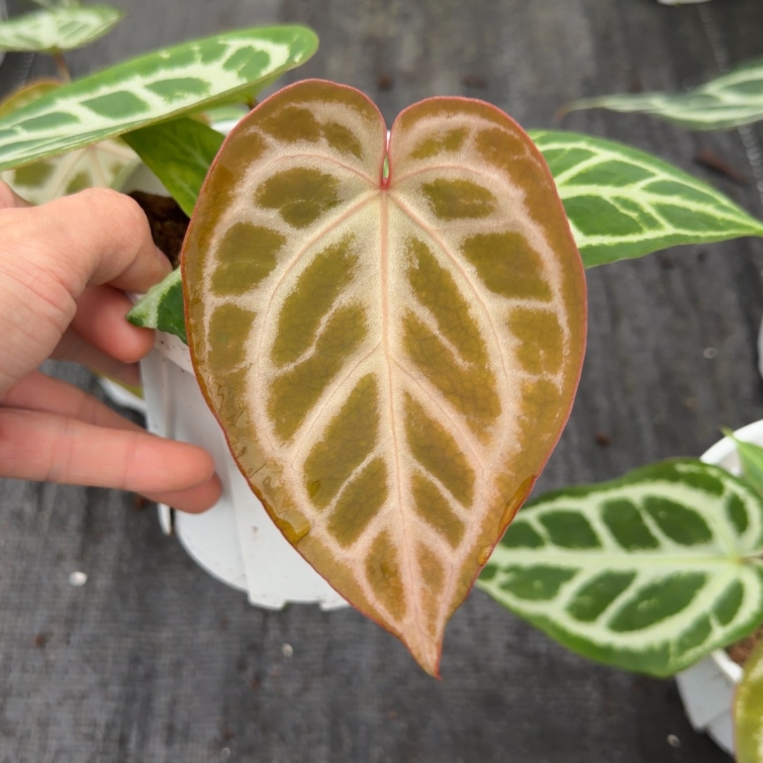 完全开放荧光芙蓉7