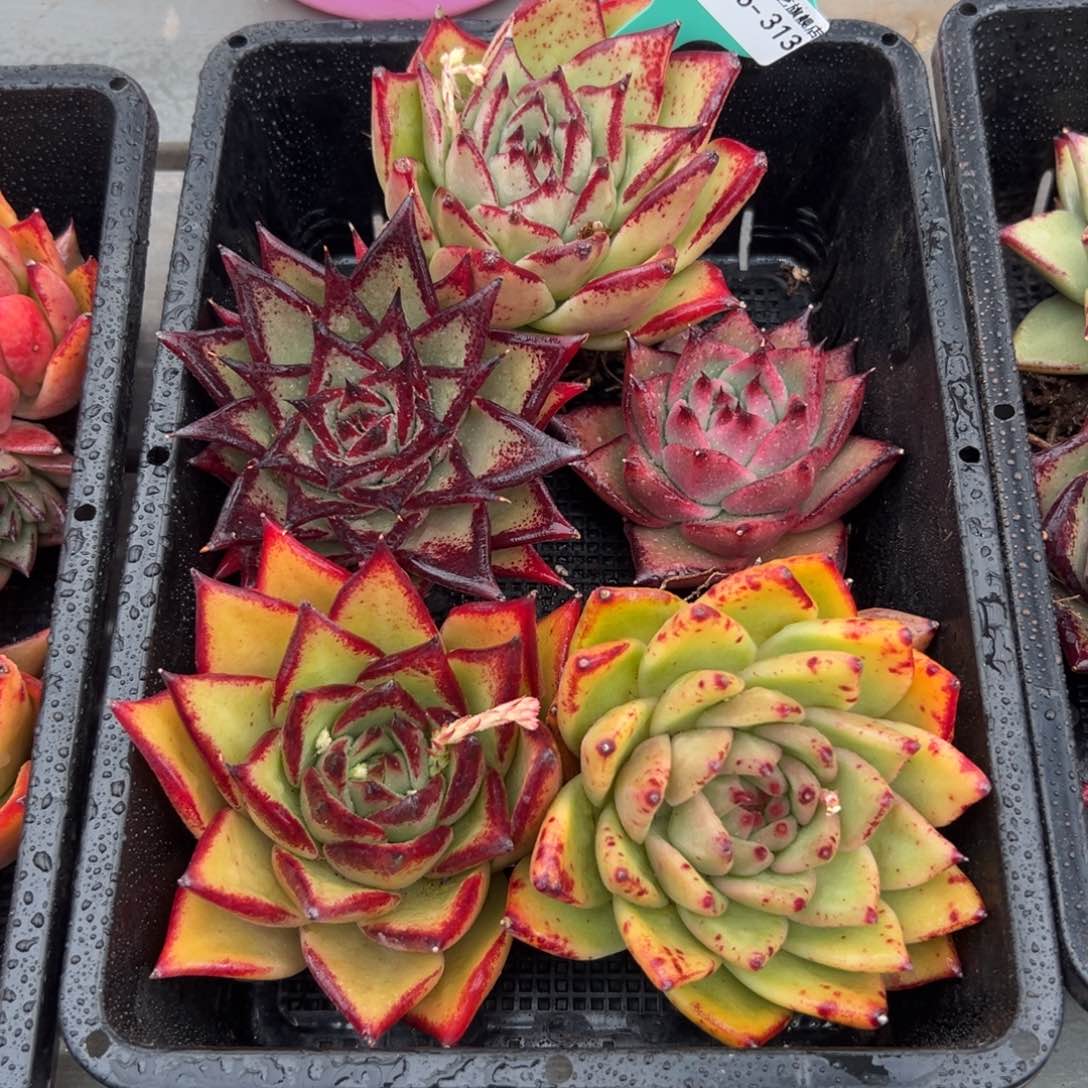 多肉一物一拍0126-313