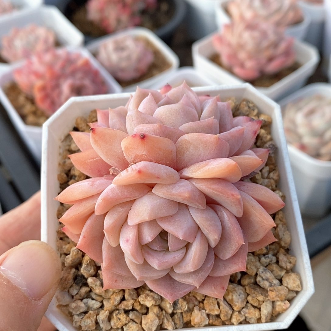 精品多肉一物一拍不包整21