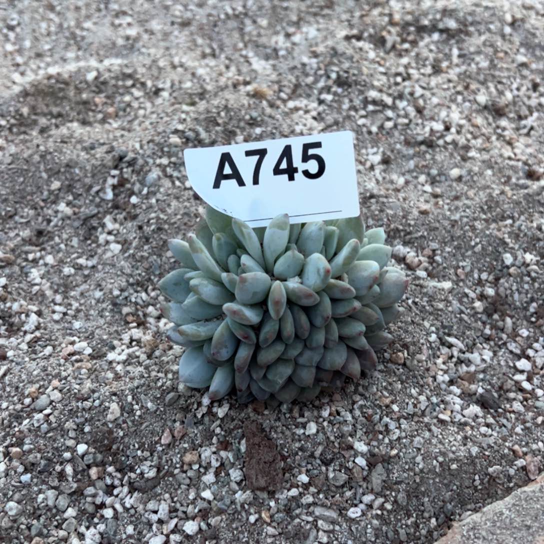 745多肉多肉多肉多肉