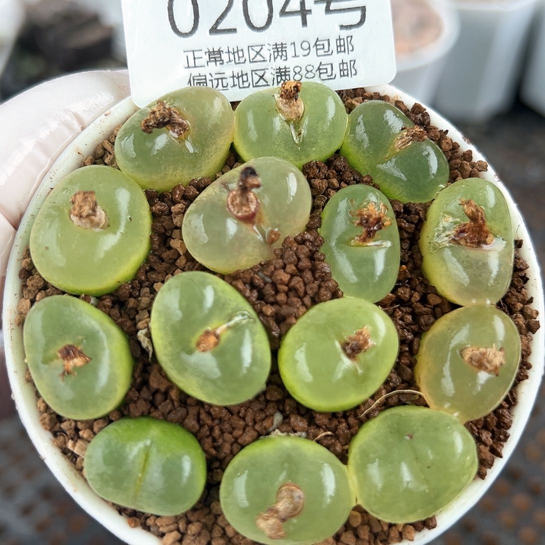 好养易活生石花大母本0204