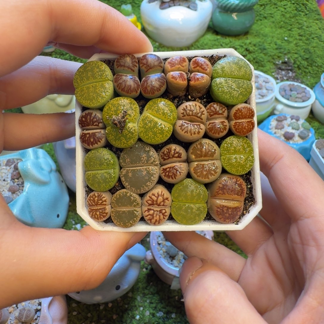 听***棠多肉葡萄的味道也900