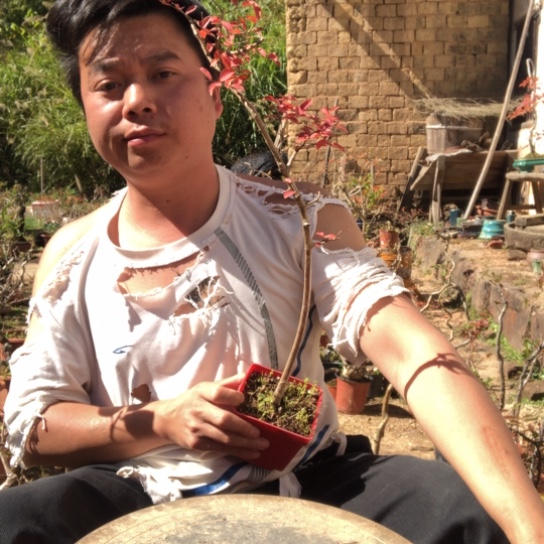 无花朵盆景盆栽（不退不换不包成活率）