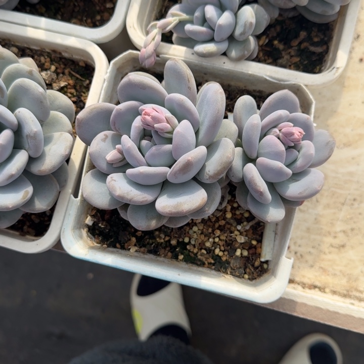 米雪奶 双头  一物一拍