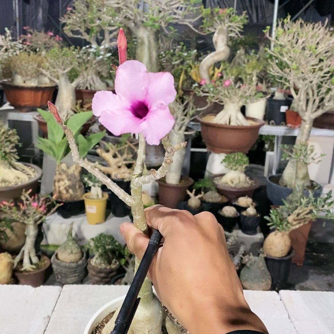 【闪购商品】刘*明540