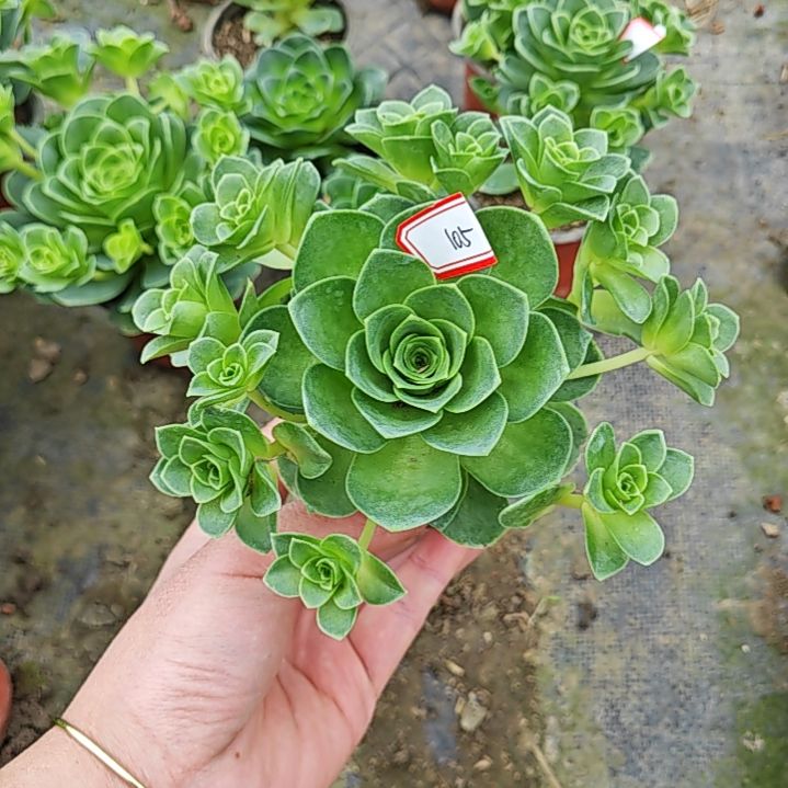 山地玫瑰多肉 105