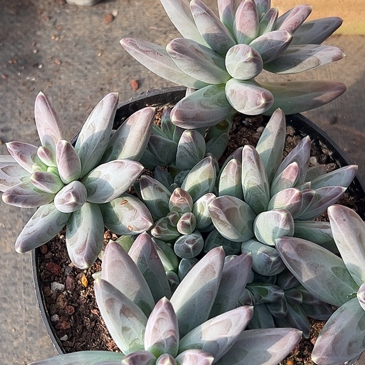 美人大群特价一物一拍