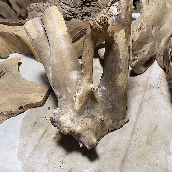 金丝楠木小叶桢楠木