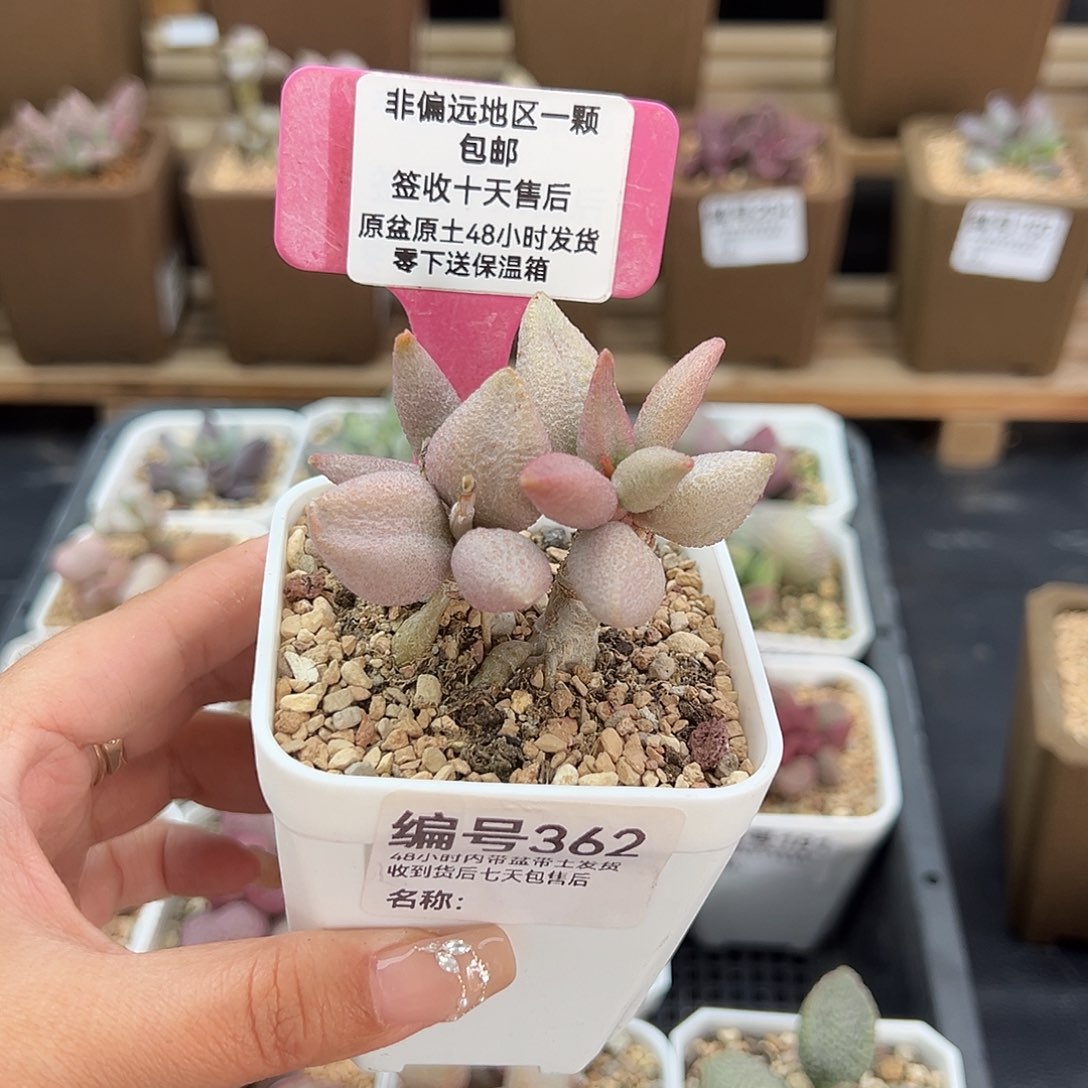 362哈弗多肉植物