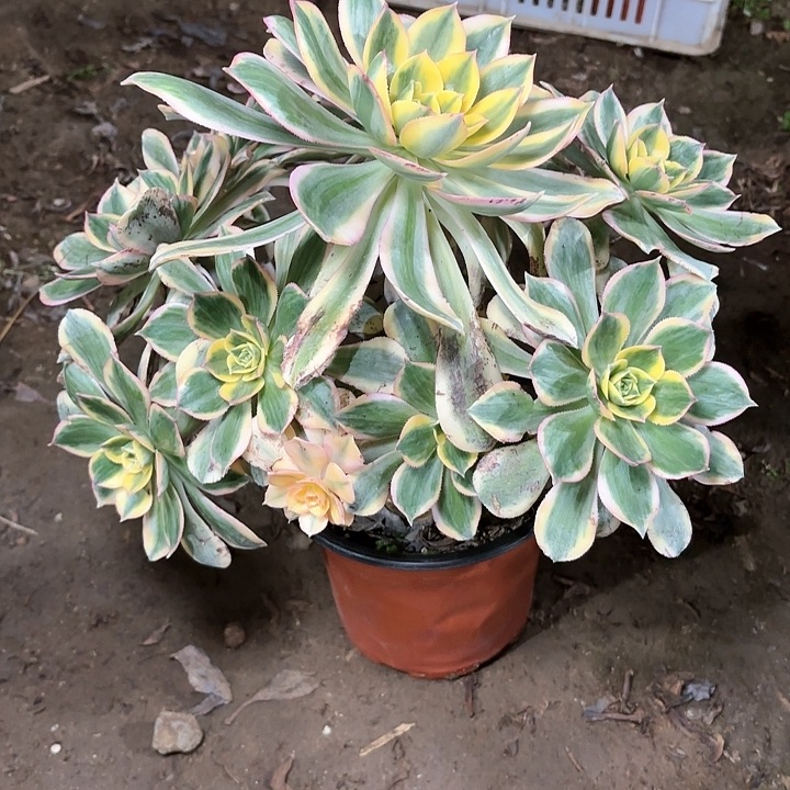 多肉植物法师灿烂81