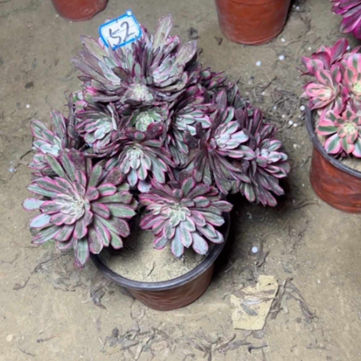 【闪购商品】多肉植物紫霞52