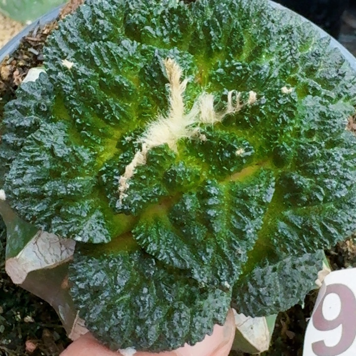 无花朵炸尤菜花366