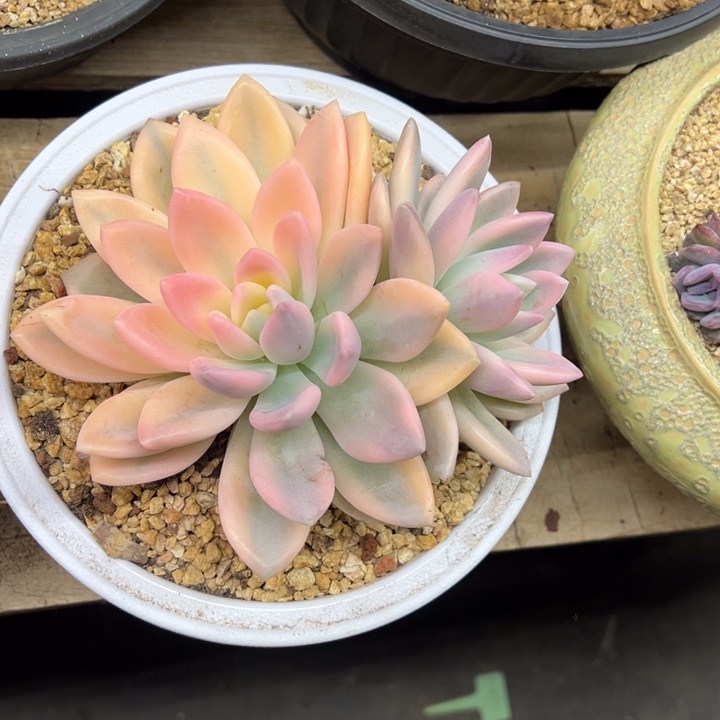 奥普琳娜锦 夏鸣园艺