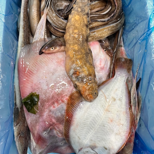 大连本地 野生杂拌鱼 4斤 顺丰包邮