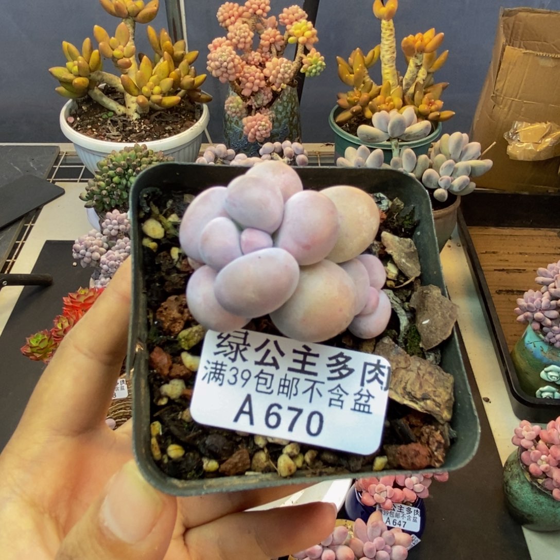 670芭比奶多肉4c m