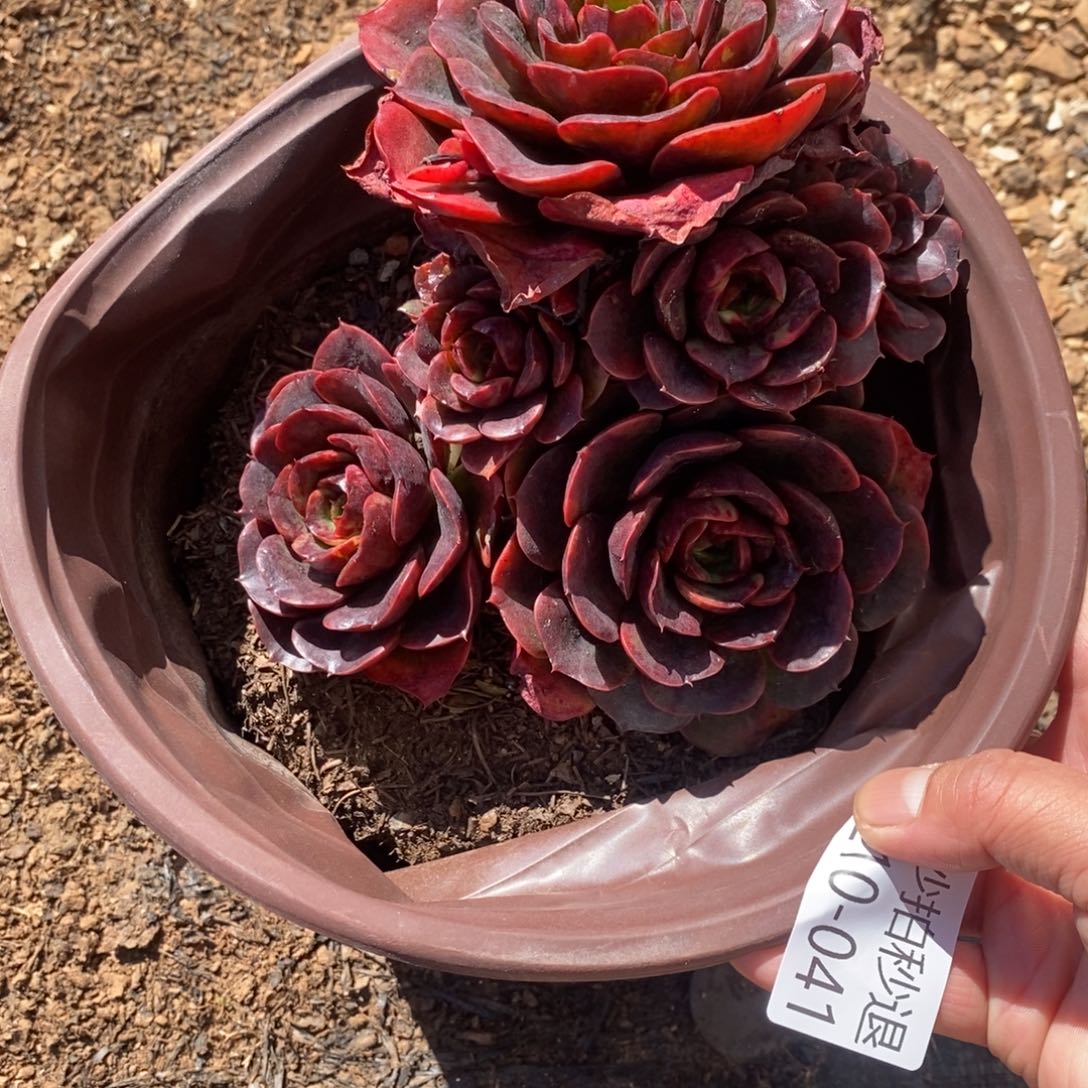 两单包邮1210-41克劳斯