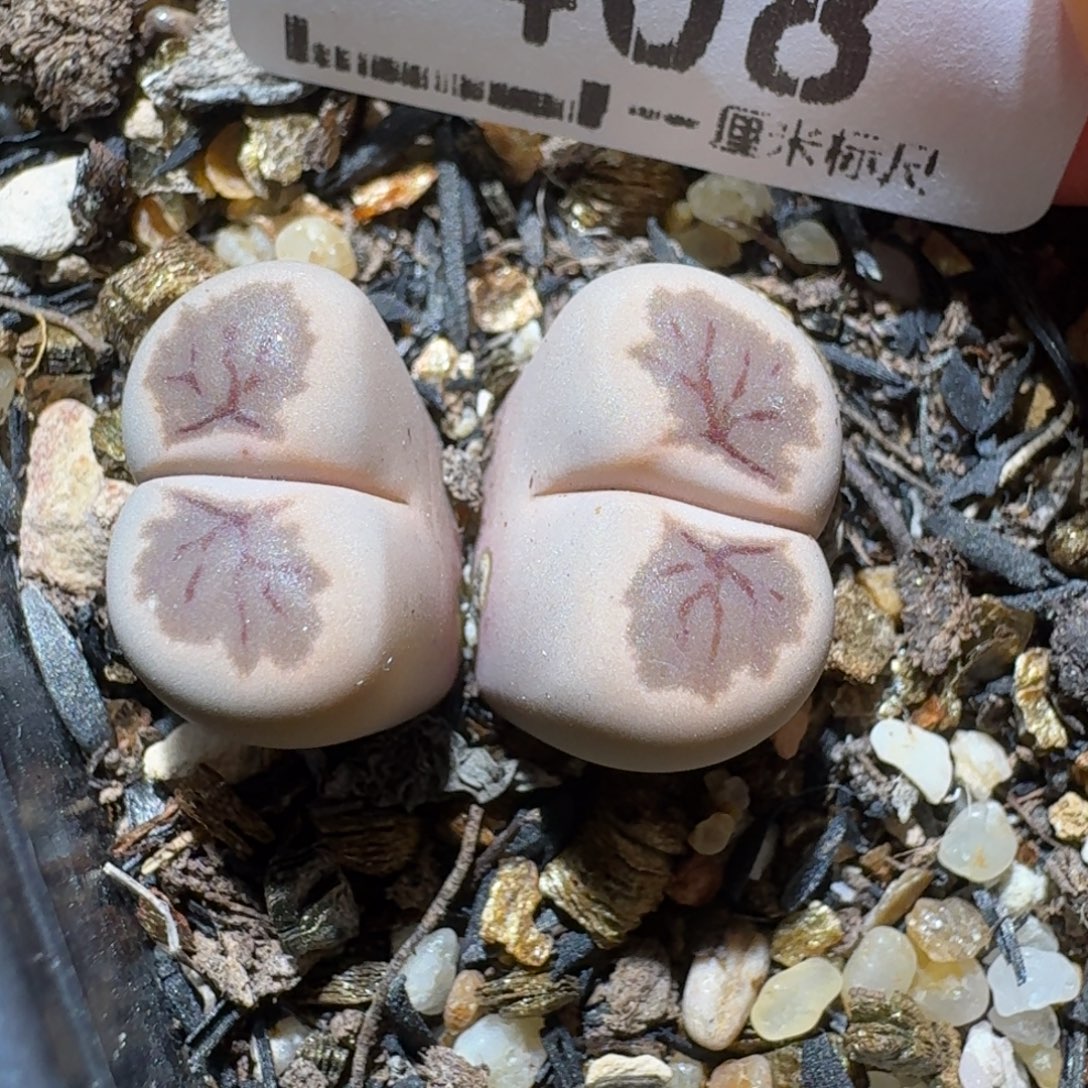 Sss清仓便宜出了408