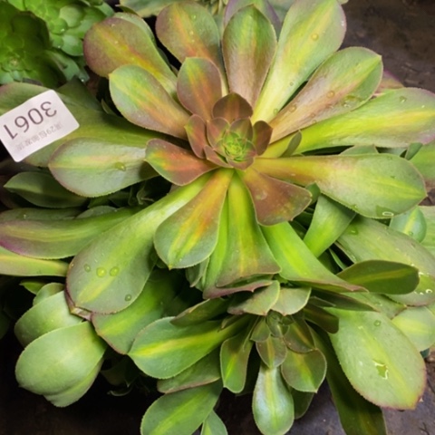 女巫多肉植物3061