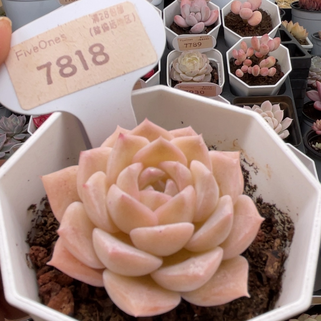 纯爱7818-5.0厘米