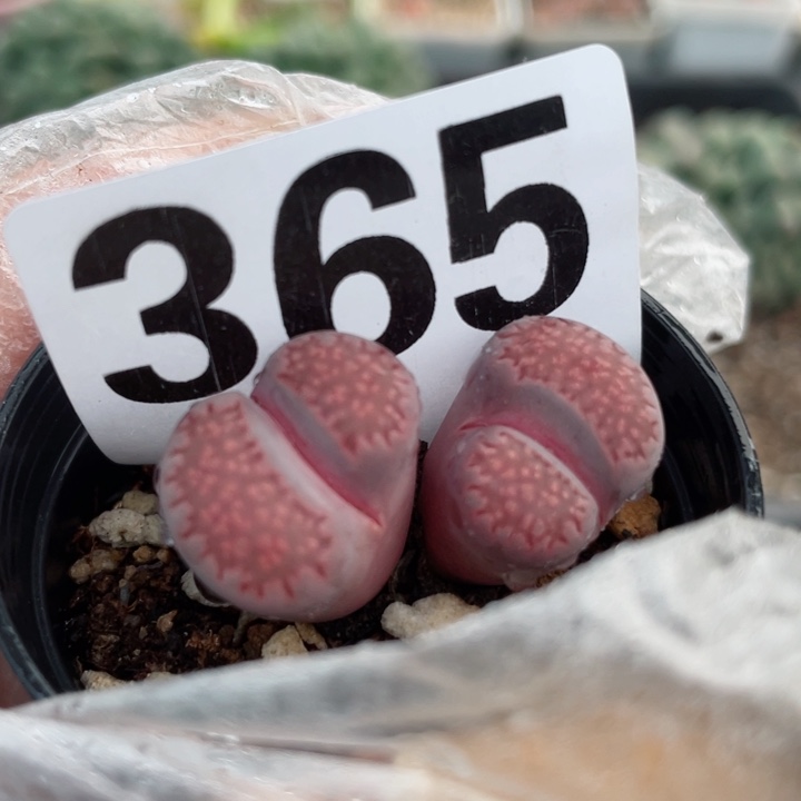 365紫巴厘母本带盆