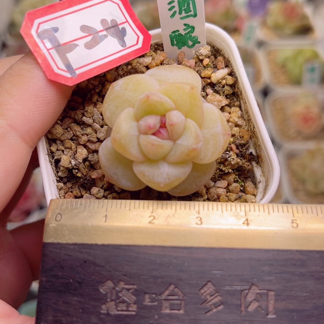 F24一物一拍 甜酒酿