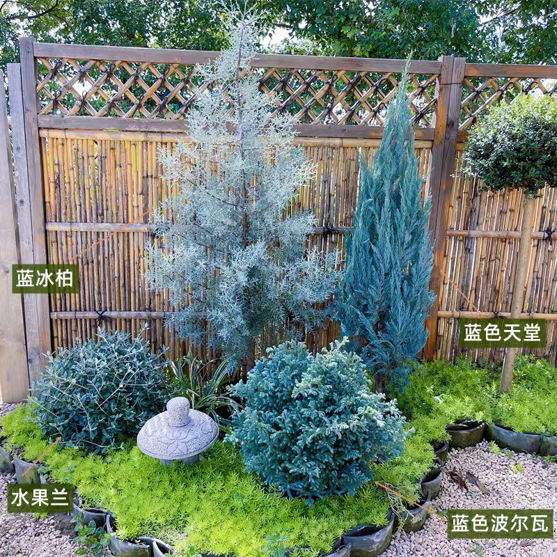 蓝冰柏树苗蓝色天堂侧柏圣诞树盆栽花园四季常绿叶棒棒糖花镜植物
