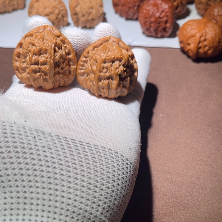 归***途精品小白狮子40尺寸