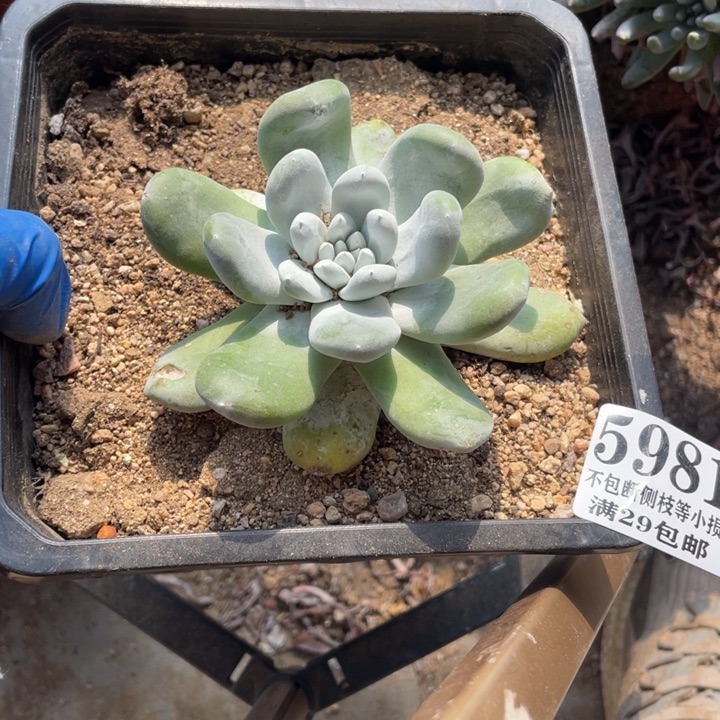 981号拇指多肉植物