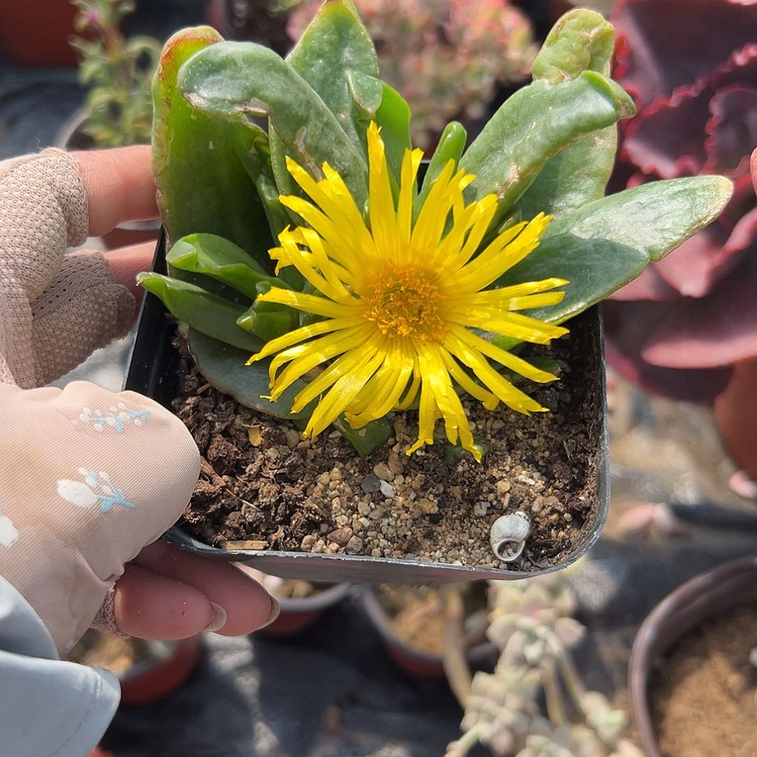 多肉植物多肉植物