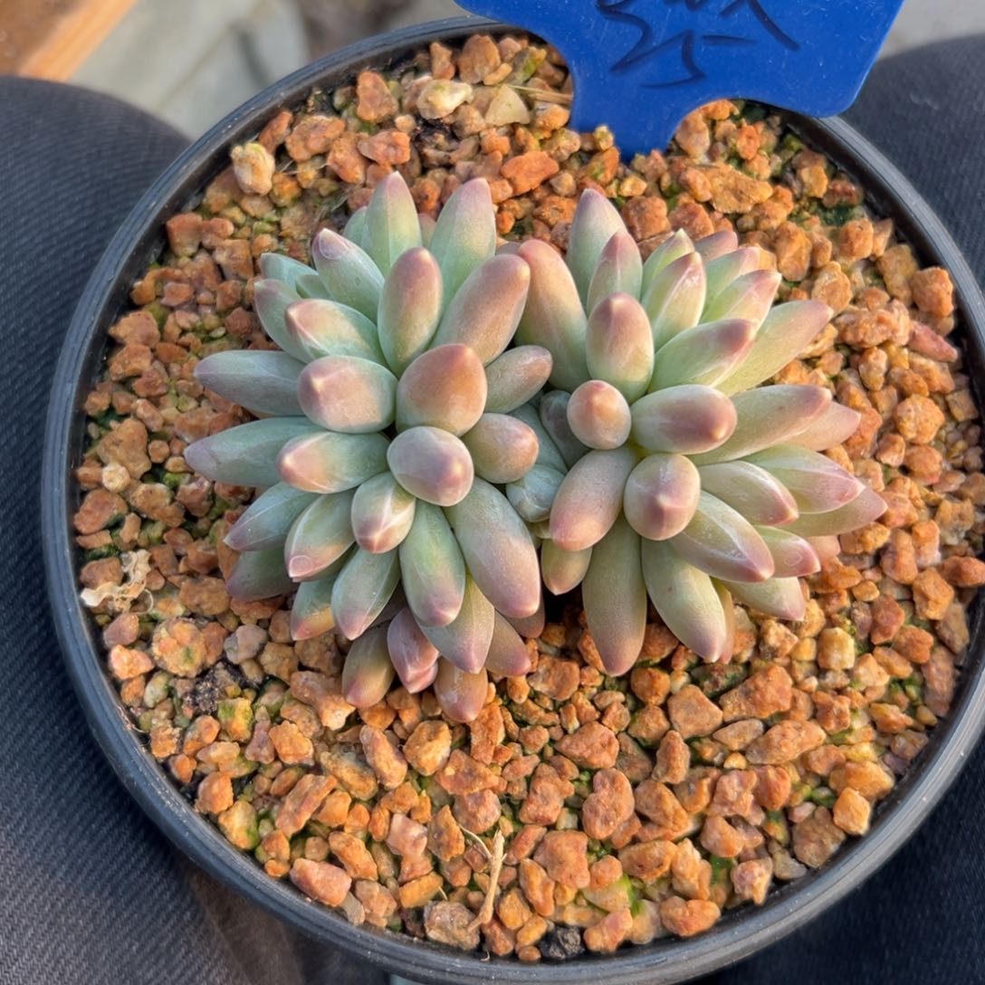 喜***欢伊卡鲁斯111111111111111