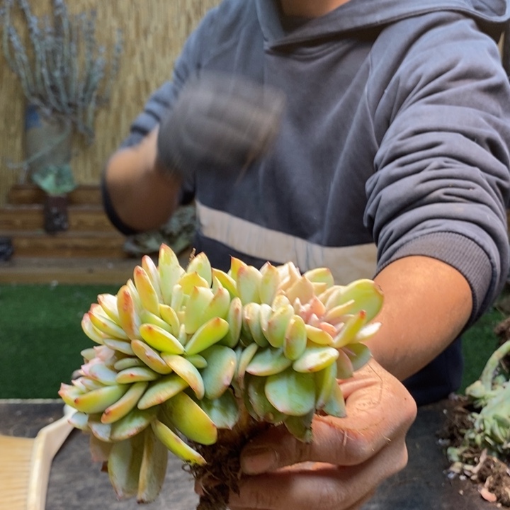 &***&425号白胖子多肉植物