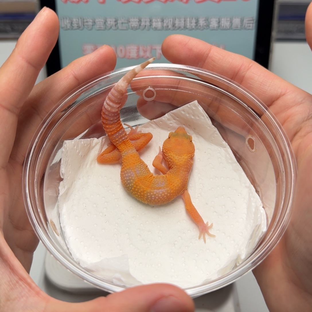 豹纹守宫阳光母温