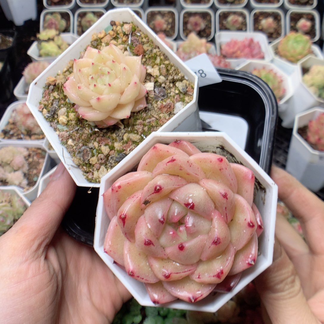 无花朵E178。yyyyyyy