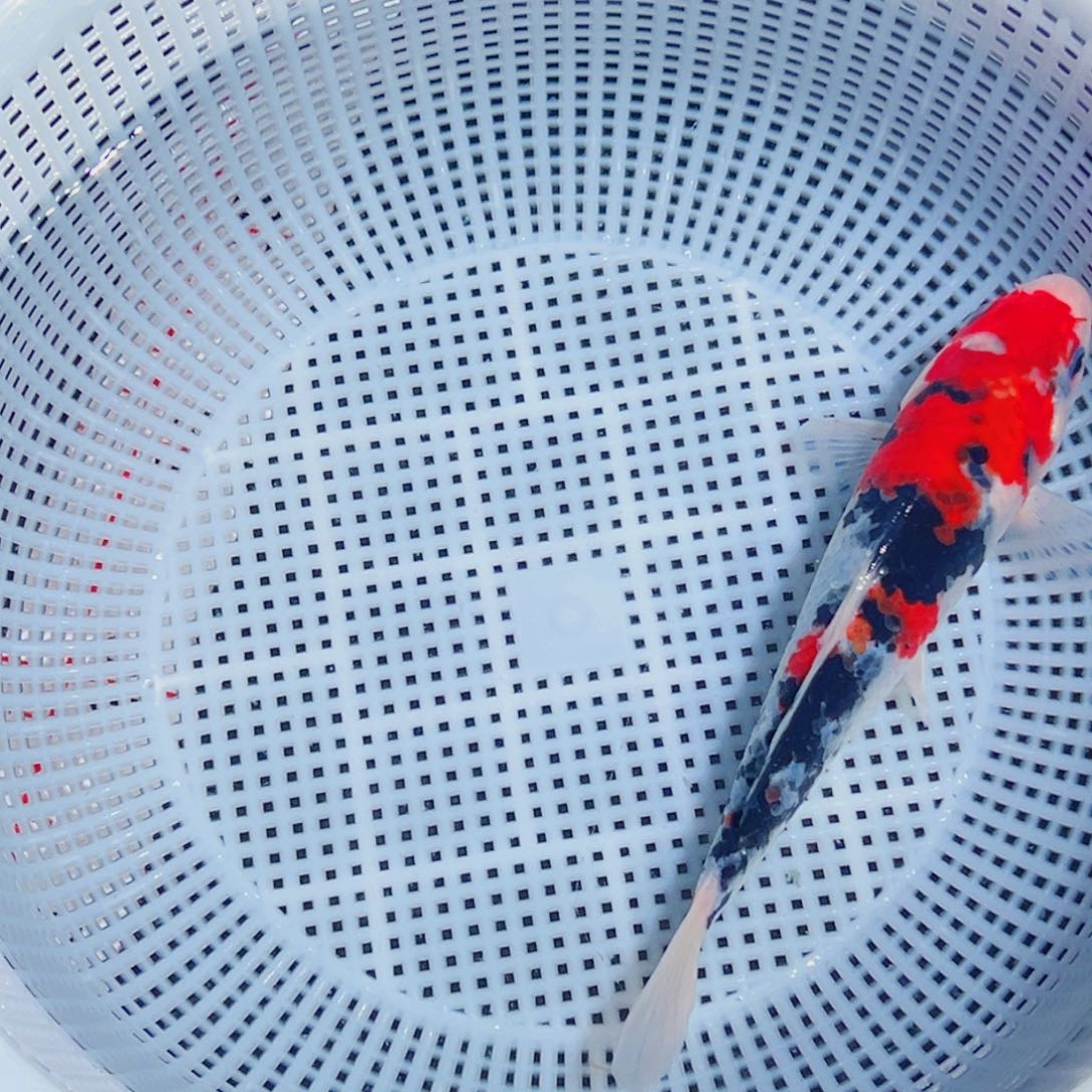 锦鲤锦鲤观赏鱼1111