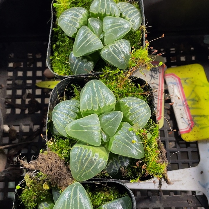 甜心玉露带盆土发