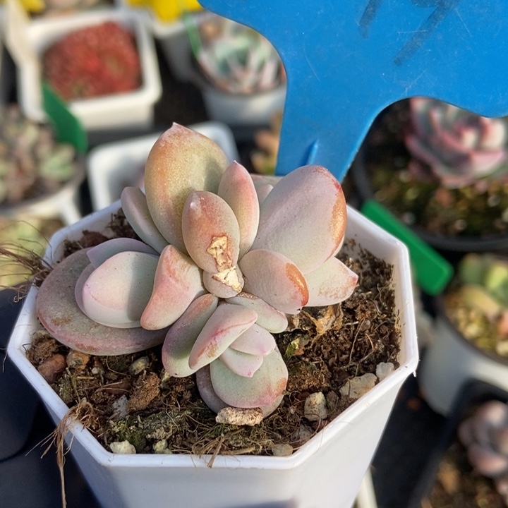 1019奶茶多肉植物保护