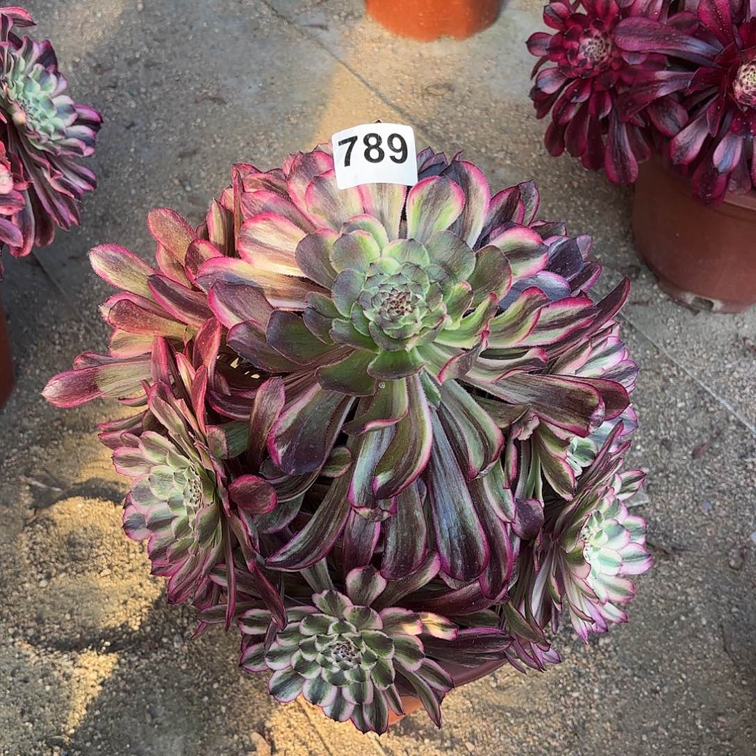 多肉法师琉璃789