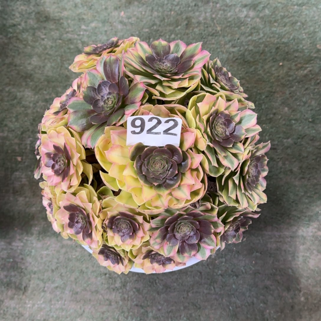 922！雨菏法师多肉植物
