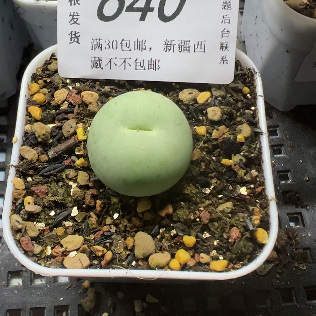 640鸽子蛋带盆土发货