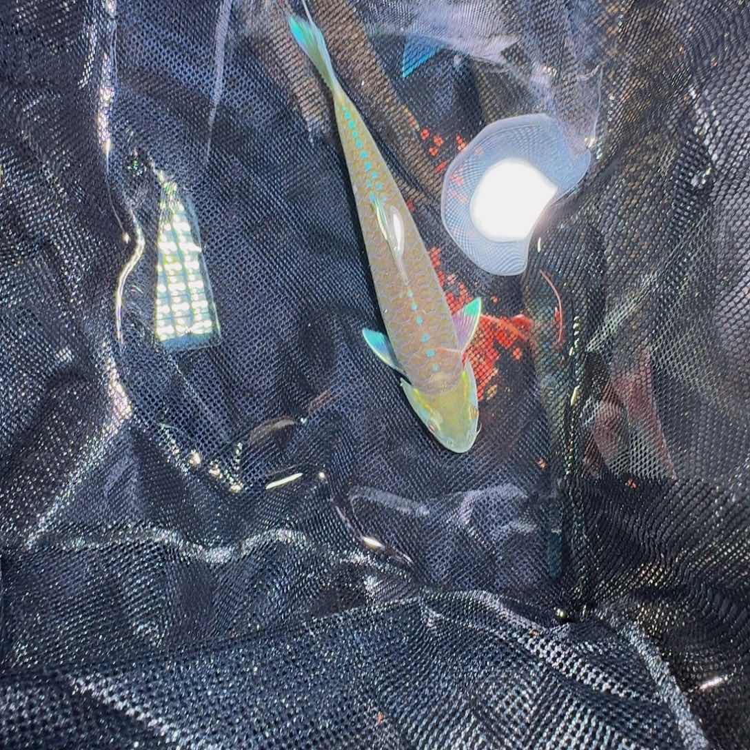 吉罗鱼宝山蓝吉落