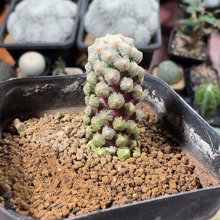 黛丝油仙人球12345